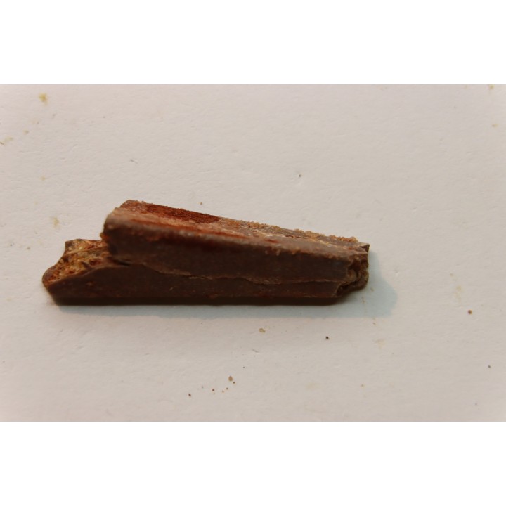 BEC (partiel) DE PTEROSAURE: ALANQA SAHARICA - CENOMANIEN - Kem Kem , MAROC