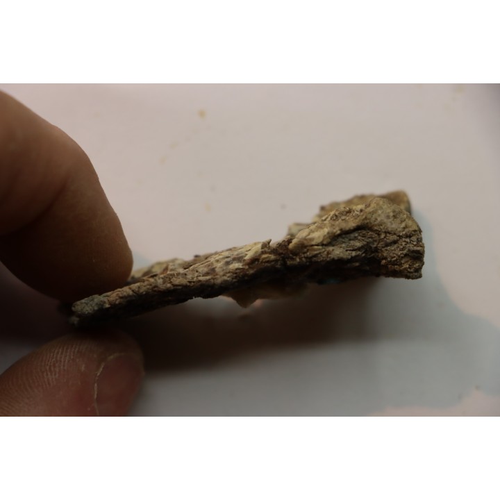 PTEROSAUR partial humerus : Pteranodon sternbergi