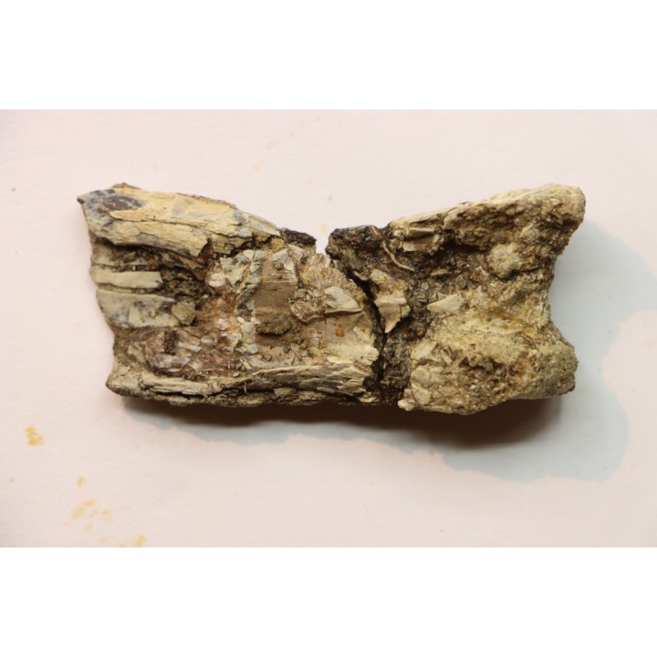 PTEROSAUR partial humerus : Pteranodon sternbergi