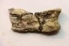 Humerus (partiel) de PTEROSAURE: Pteranodon sternbergi