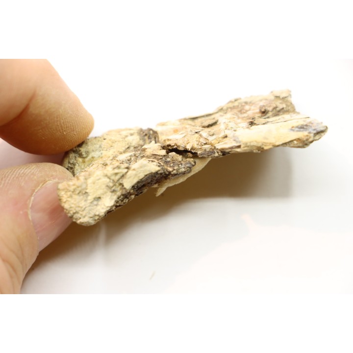 PTEROSAUR partial humerus : Pteranodon sternbergi
