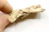 PTEROSAUR partial humerus : Pteranodon sternbergi