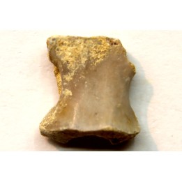 RARE VERTEBRE DE PTEROSAURE:  Cimoliopterus dunni - Crétacé - Britton Fmt - Mansfield County, Texas, USA