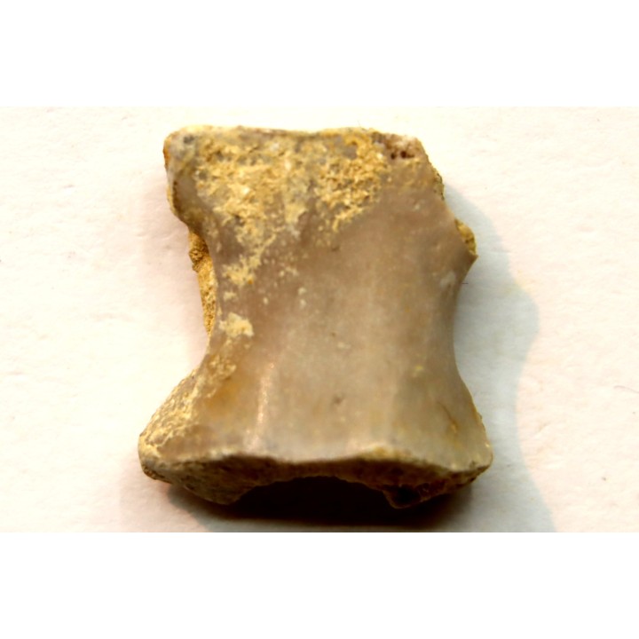 PTEROSAURE vertebrae:  Cimoliopterus dunni - Cretaceous - Britton Fmt - Mansfield County, Texas, USA