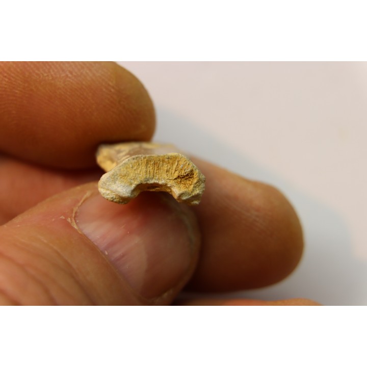 RARE VERTEBRE DE PTEROSAURE:  Cimoliopterus dunni - Crétacé - Britton Fmt - Mansfield County, Texas, USA