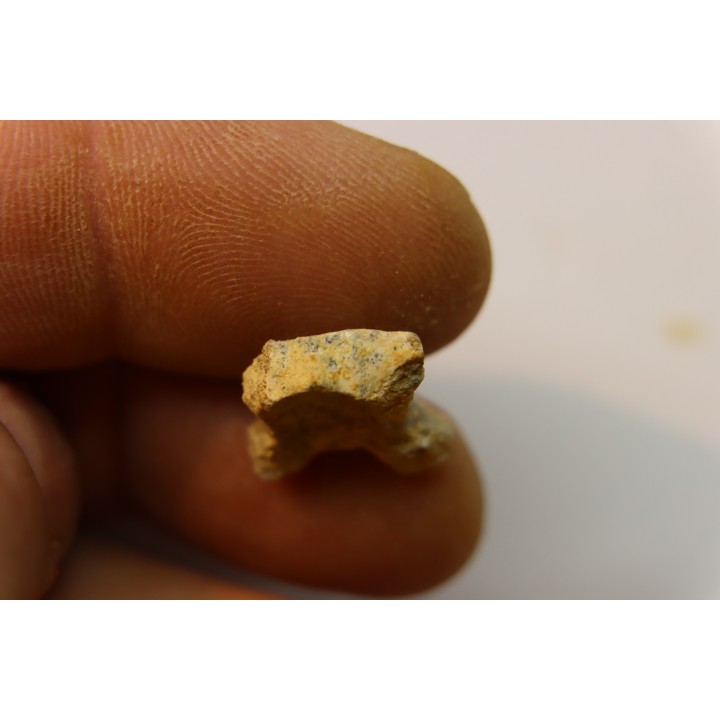 PTEROSAURE vertebrae:  Cimoliopterus dunni - Cretaceous - Britton Fmt - Mansfield County, Texas, USA