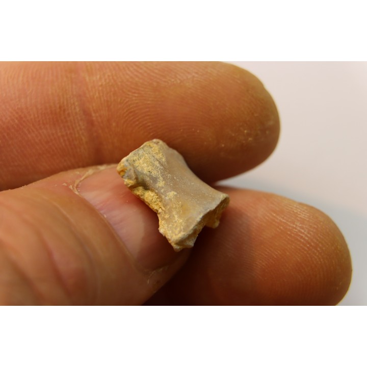 RARE VERTEBRE DE PTEROSAURE:  Cimoliopterus dunni - Crétacé - Britton Fmt - Mansfield County, Texas, USA