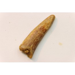 Pterosaur tooth: Siroccopteryx moroccensis
