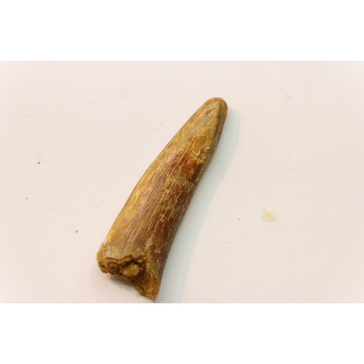 Pterosaur tooth: Siroccopteryx moroccensis