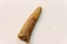 Pterosaur tooth: Siroccopteryx moroccensis