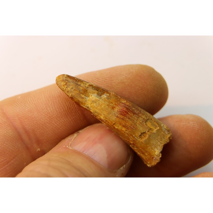 Pterosaur tooth: Siroccopteryx moroccensis