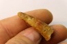 Pterosaur tooth: Siroccopteryx moroccensis