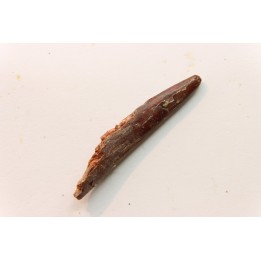 Dent de ptérosaure: Siroccopteryx moroccensis