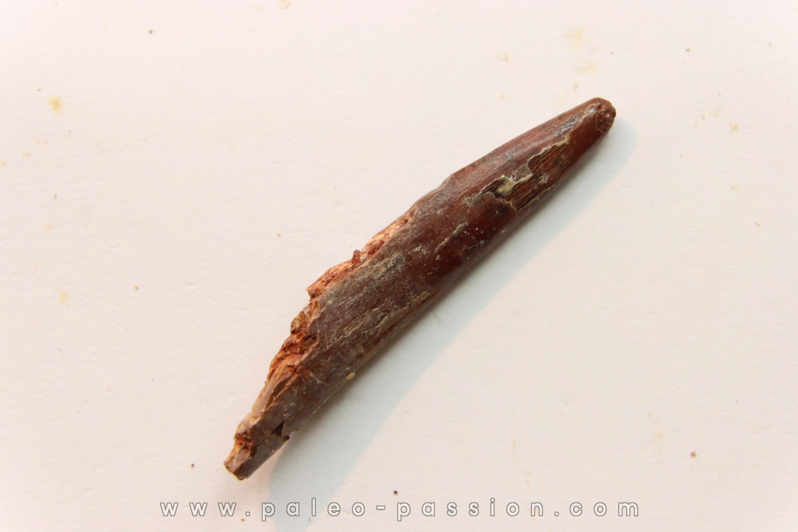 Pterosaur tooth: Siroccopteryx moroccensis