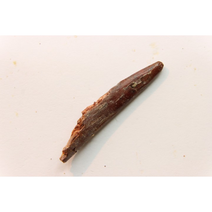 Dent de ptérosaure: Siroccopteryx moroccensis