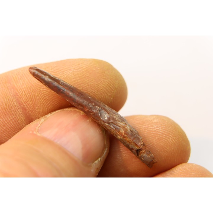 Dent de ptérosaure: Siroccopteryx moroccensis