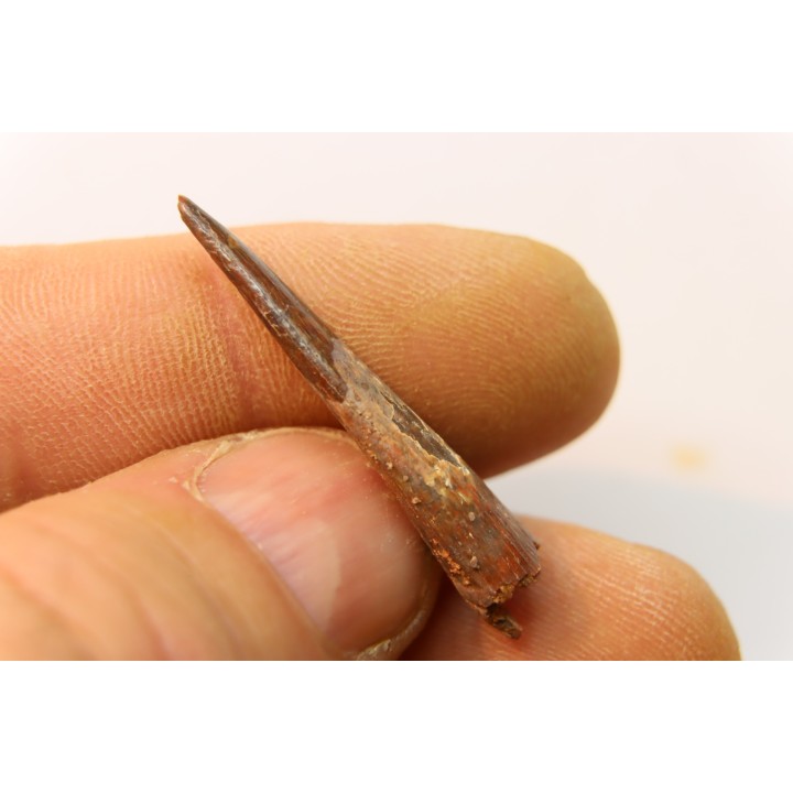 Dent de ptérosaure: Siroccopteryx moroccensis