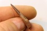 Pterosaur tooth: Siroccopteryx moroccensis
