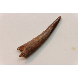 Pterosaur tooth: Siroccopteryx moroccensis