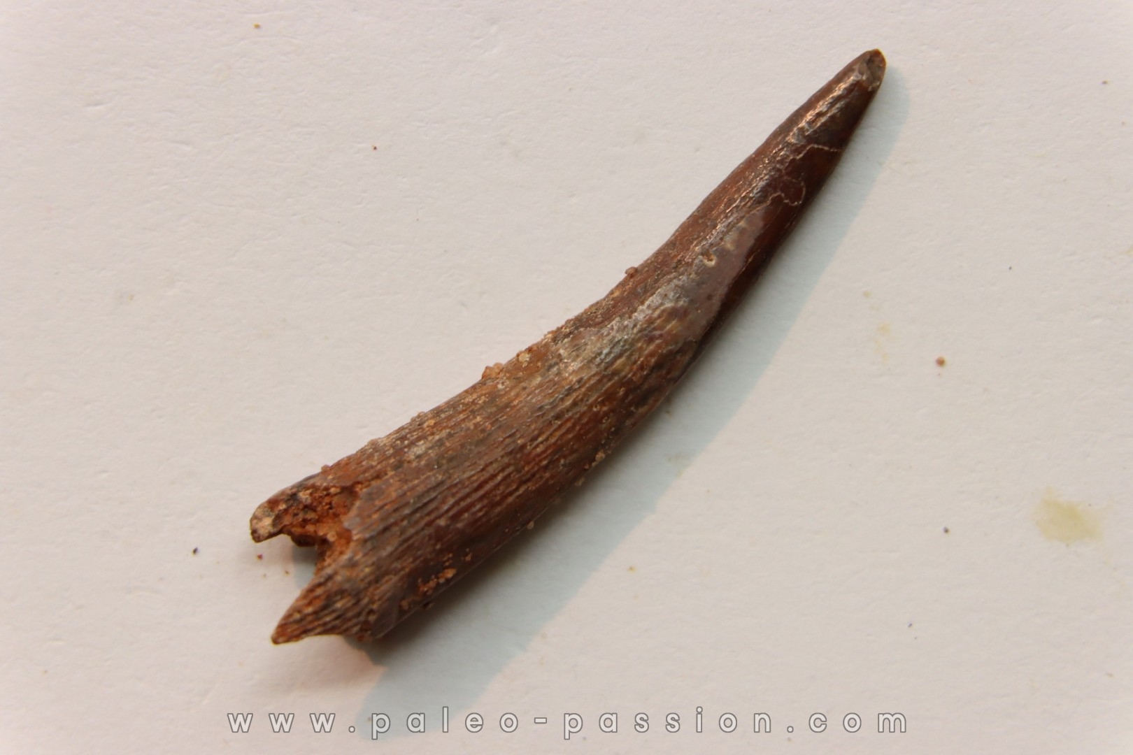 Dent de ptérosaure: Siroccopteryx moroccensis