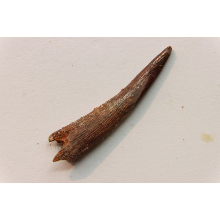 Pterosaur tooth: Siroccopteryx moroccensis