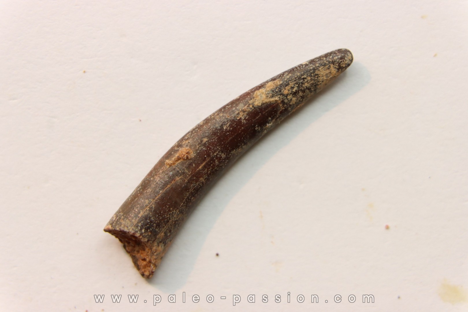 Pterosaur tooth: Siroccopteryx moroccensis