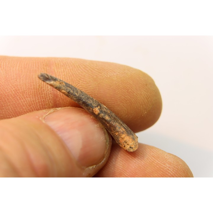 Pterosaur tooth: Siroccopteryx moroccensis