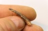Pterosaur tooth: Siroccopteryx moroccensis