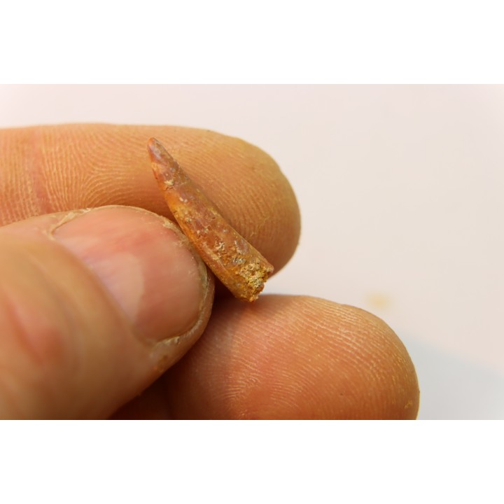 Pterosaur tooth: Siroccopteryx moroccensis