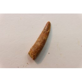Dent de ptérosaure: Siroccopteryx moroccensis