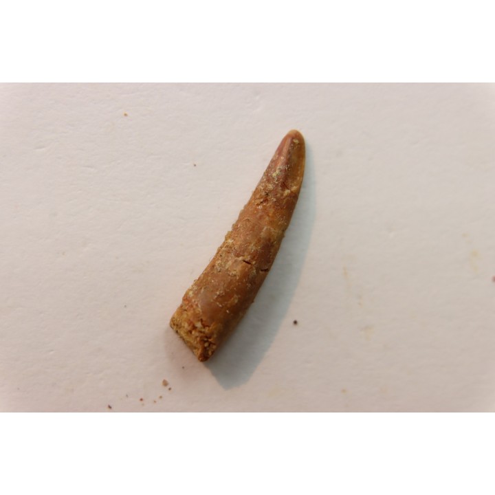 Pterosaur tooth: Siroccopteryx moroccensis