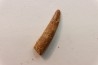 Pterosaur tooth: Siroccopteryx moroccensis