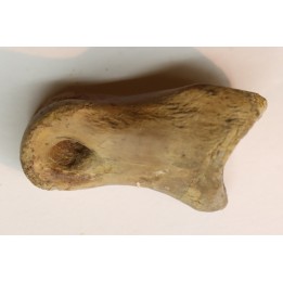 Struthiomimus toe bone - Hell Creek  Fmt -  upper cretaceous  - Perkins County, South Dakota