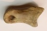 Struthiomimus toe bone - Hell Creek Fmt - upper cretaceous - Perkins County, South Dakota