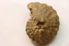Spathites puercoensis - Turonien - Fox hills Fmt - South Dakota, USA