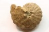Spathites puercoensis - Turonien - Fox hills Fmt - South Dakota, USA