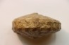 Spathites puercoensis - Turonien - Fox hills Fmt - South Dakota, USA