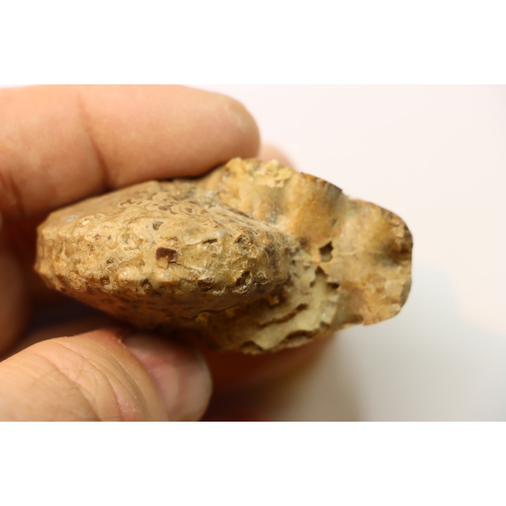 Spathites puercoensis - Turonien - Fox hills Fmt - South Dakota, USA