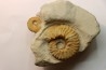 Mortoniceras (Drakeoceras) drakei - Crétacé - Fort Worth Fmt - Justin, Texas, USA
