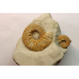 Mortoniceras (Drakeoceras) drakei - Cretaceous - Fort Worth Fmt - Justin, Texas, USA