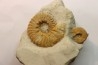 Mortoniceras (Drakeoceras) drakei - Crétacé - Fort Worth Fmt - Justin, Texas, USA