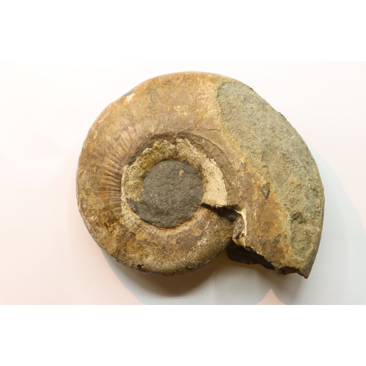 Pachydiscus aff. kamishakensis  (topotype) - Campanien - Kamishak Hills, ALASKA - USA
