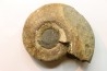 Pachydiscus aff. kamishakensis  (topotype) - Campanien - Kamishak Hills, ALASKA - USA