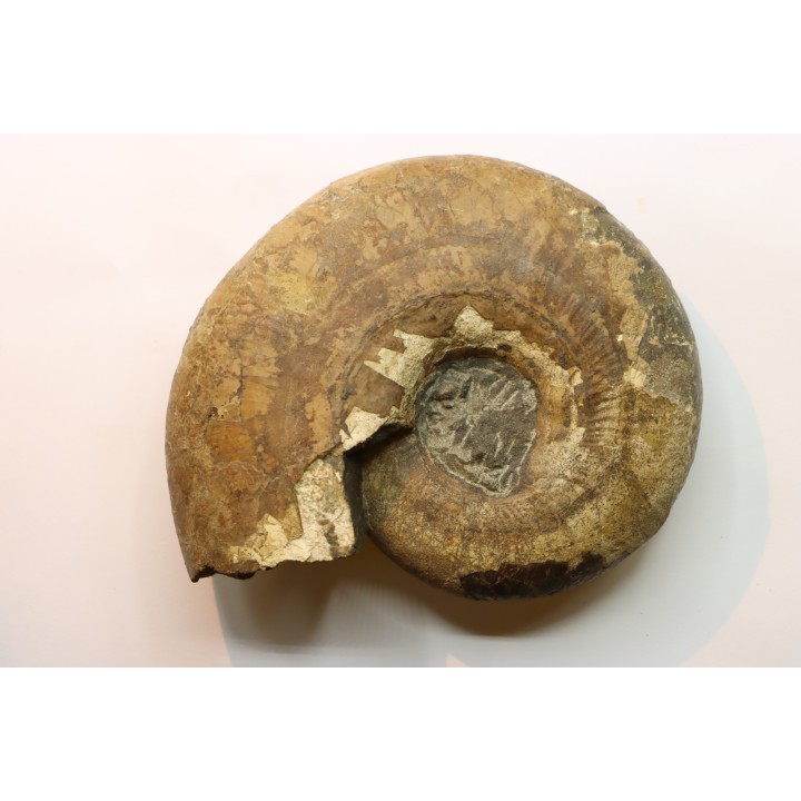 Pachydiscus aff. kamishakensis  (topotype) - Campanien - Kamishak Hills, ALASKA - USA