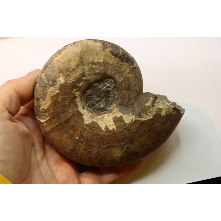 Pachydiscus aff. kamishakensis  (topotype) - Campanien - Kamishak Hills, ALASKA - USA