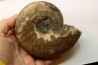 Pachydiscus aff. kamishakensis  (topotype) - Campanien - Kamishak Hills, ALASKA - USA