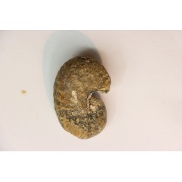 Scaphites reesidei campanien Madagascar