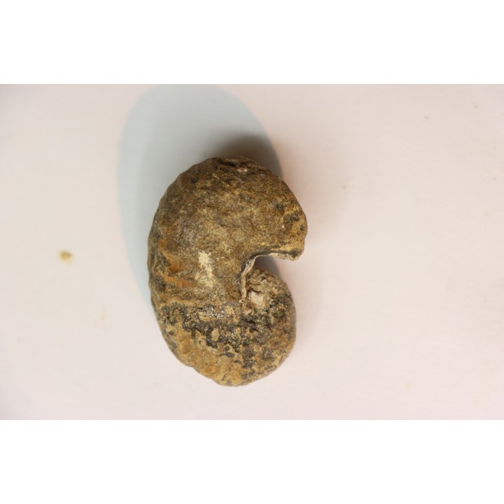 Scaphites reesidei campanien Madagascar