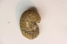 Scaphites reesidei campanien Madagascar