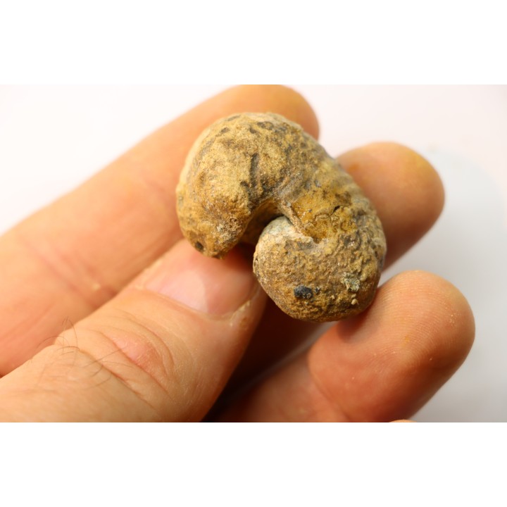 Scaphites reesidei campanien Madagascar